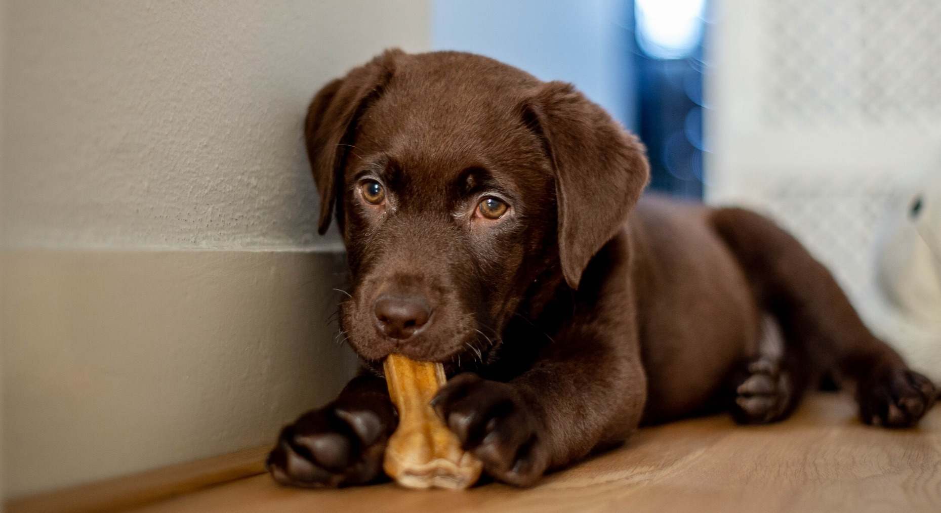 Perro cachorro