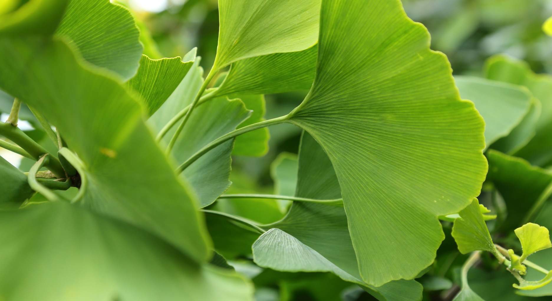 Ginkgo Biloba