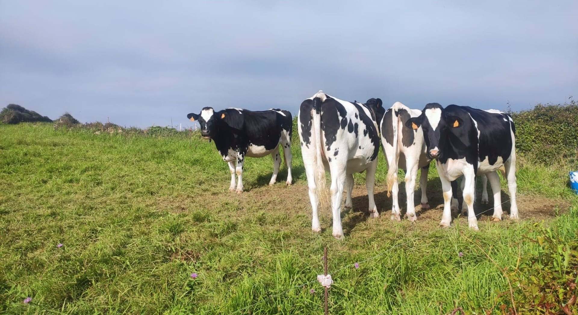 Vacas de leche - EUROPA PRESS - Archivo