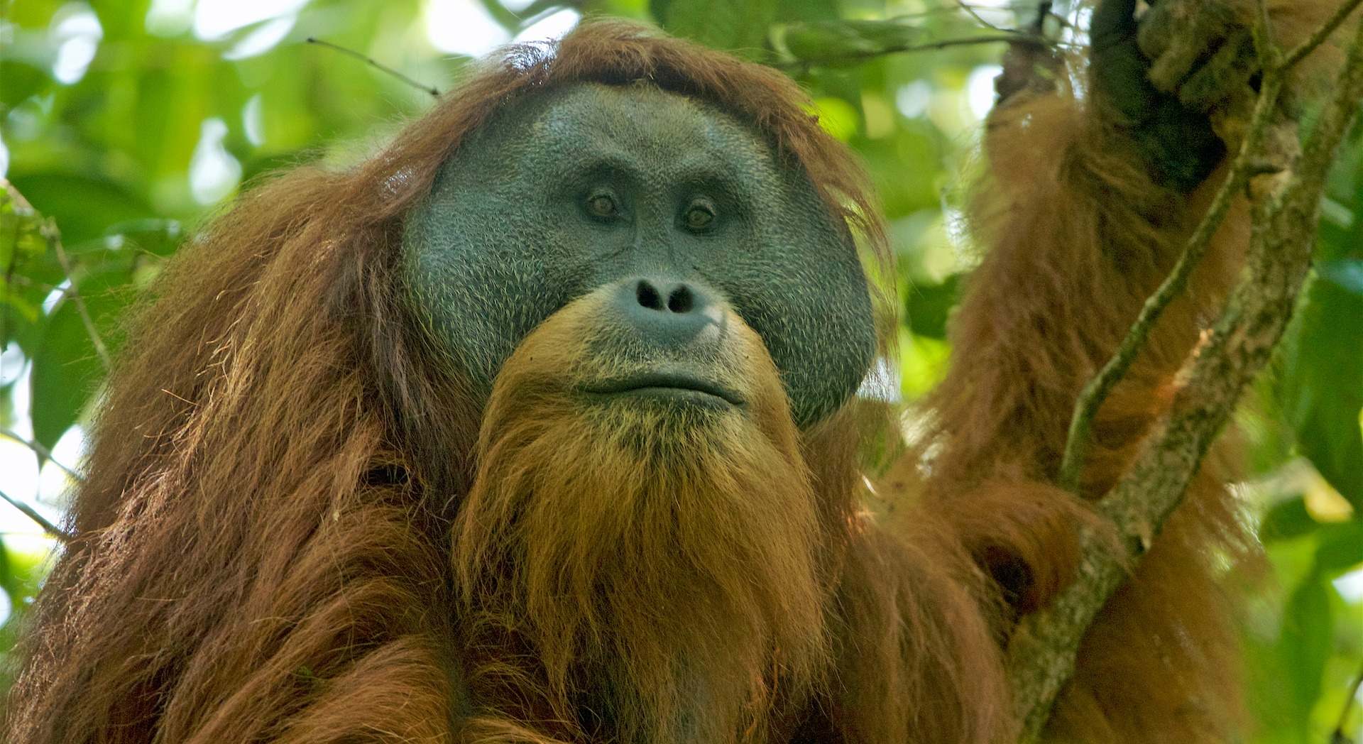 Pongo tapanuliensis | Firma: Wikipedia/Tim Laman