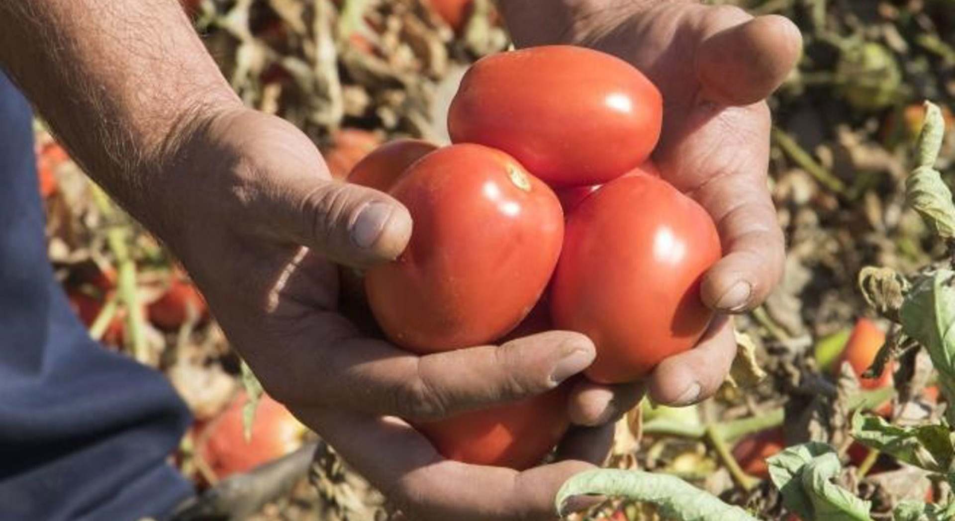 Tomate