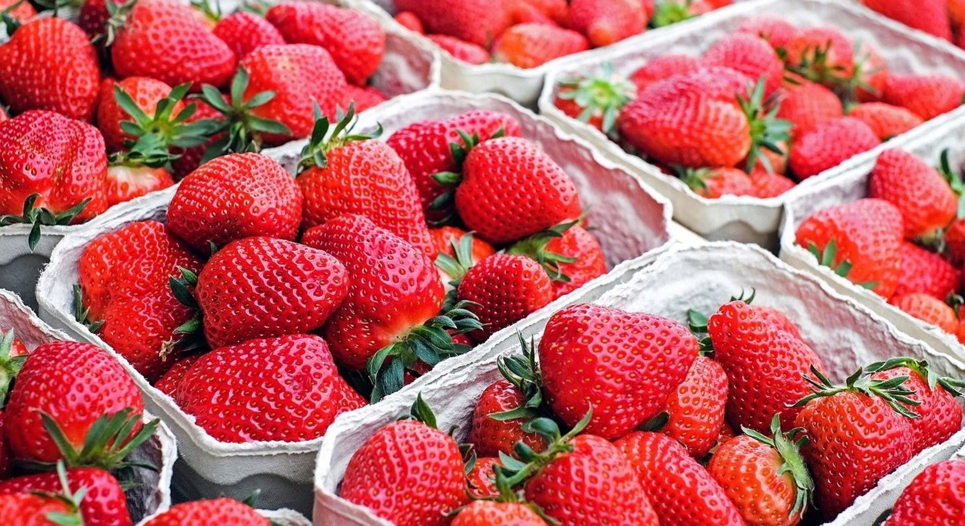 Lote de fresas.