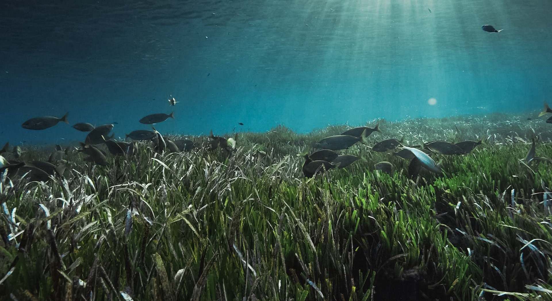 pradera_posidonia_1_oficial.jpg