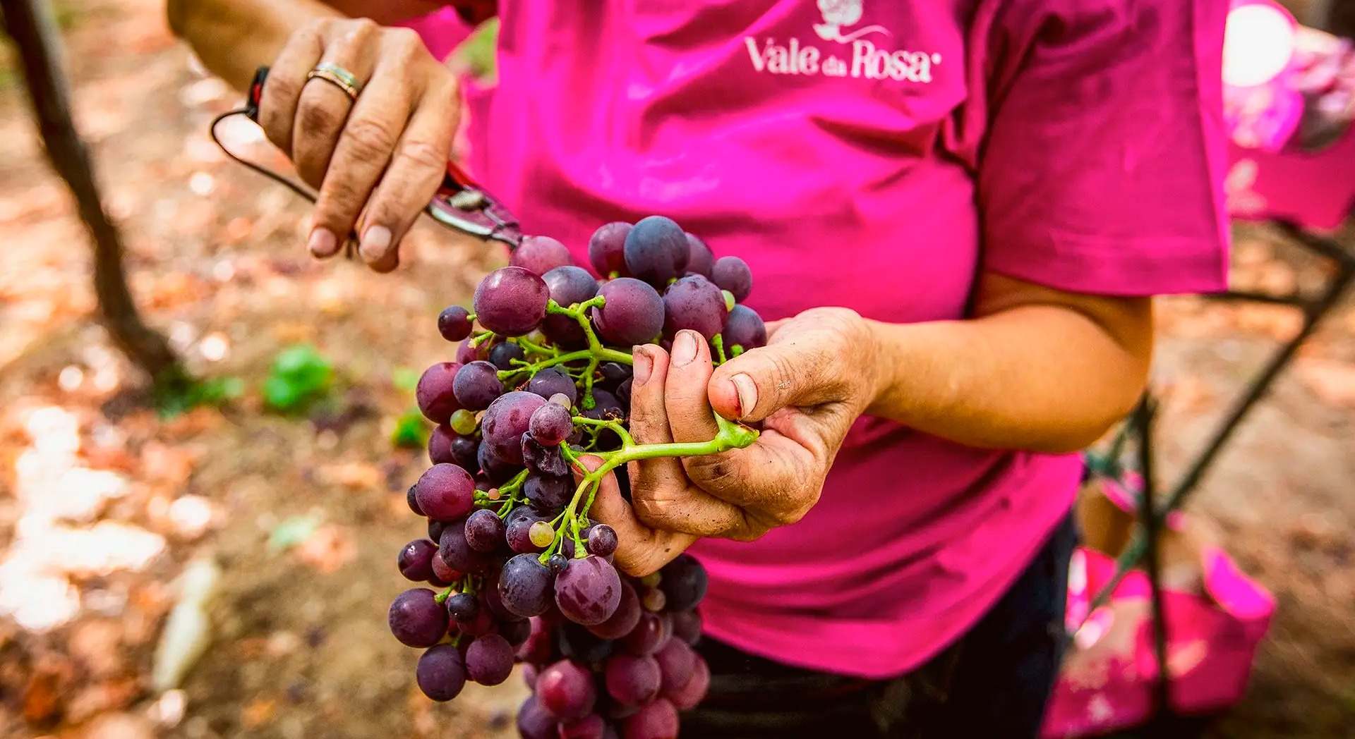 imagen_de_vale_da_rosa.jpg
