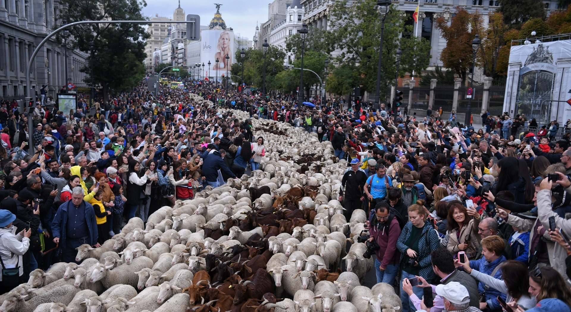 Fiesta de la Trashumancia en Madrid en 2022