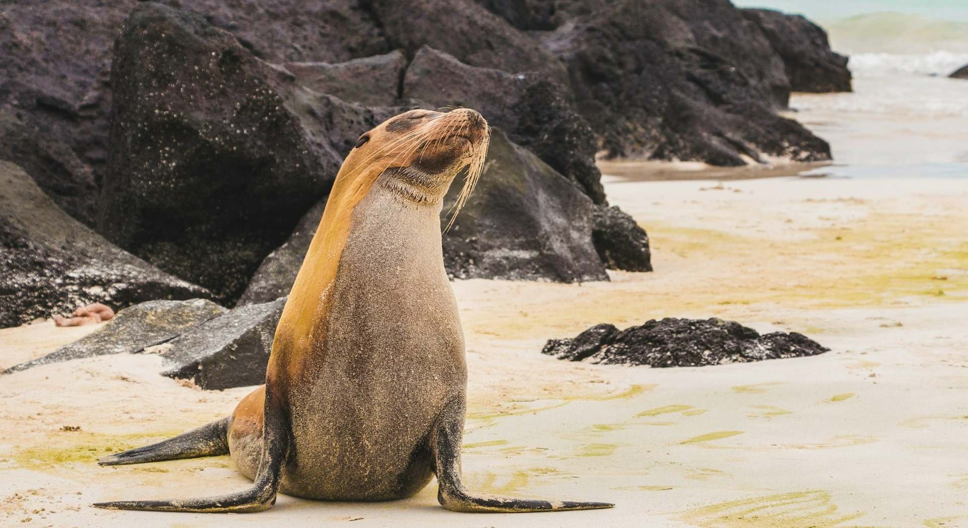 León Marino en las Islas Galápagos / Amy Perez - Unsplash