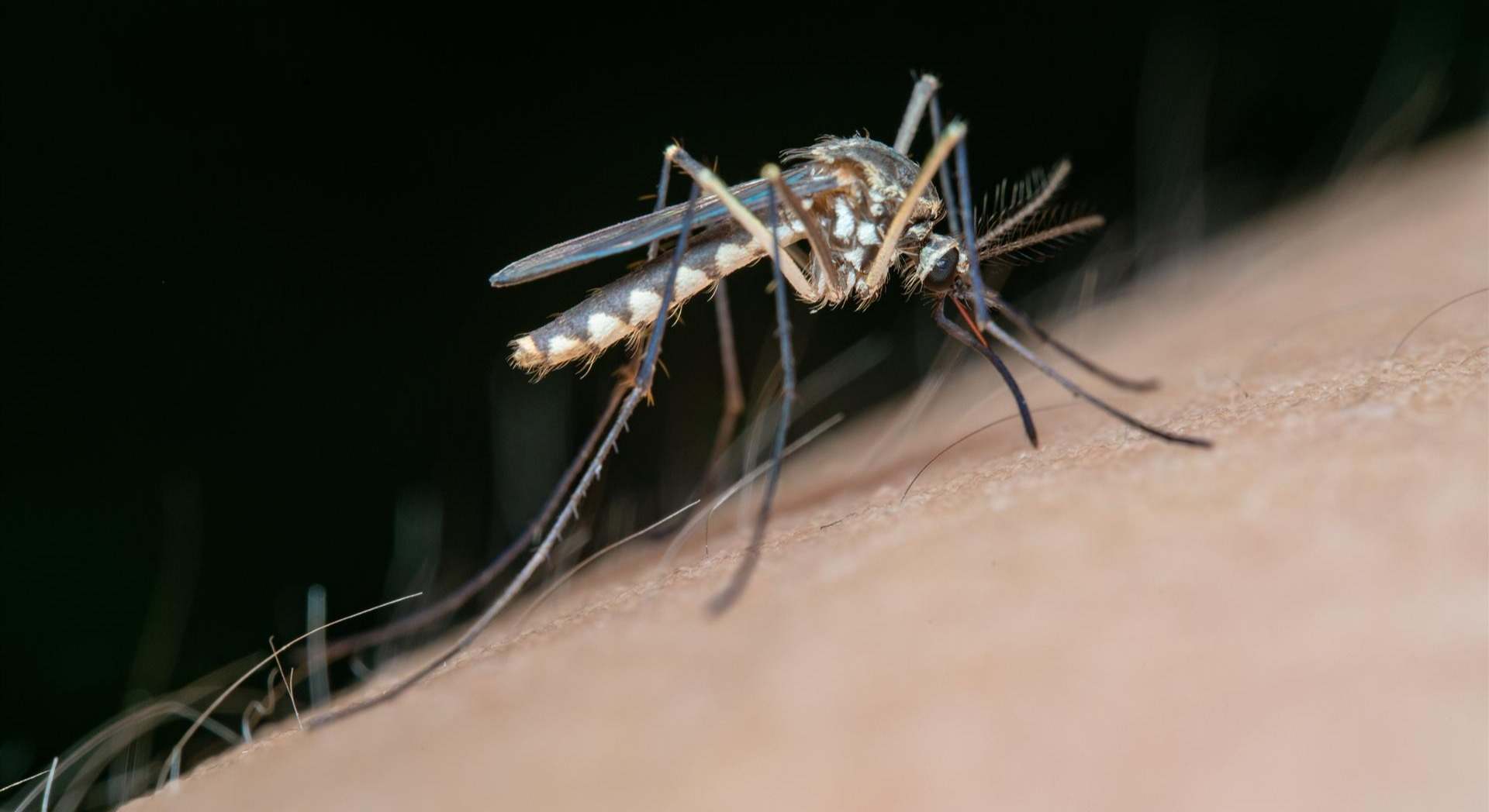 Mosquito
