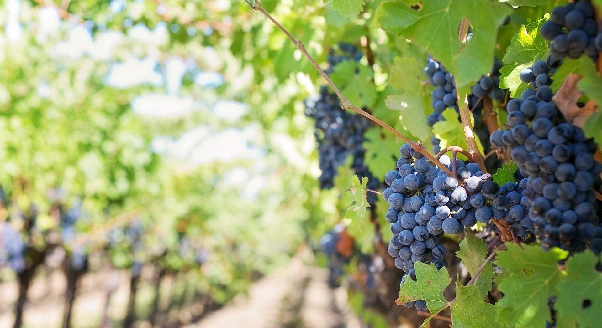 vino aragon