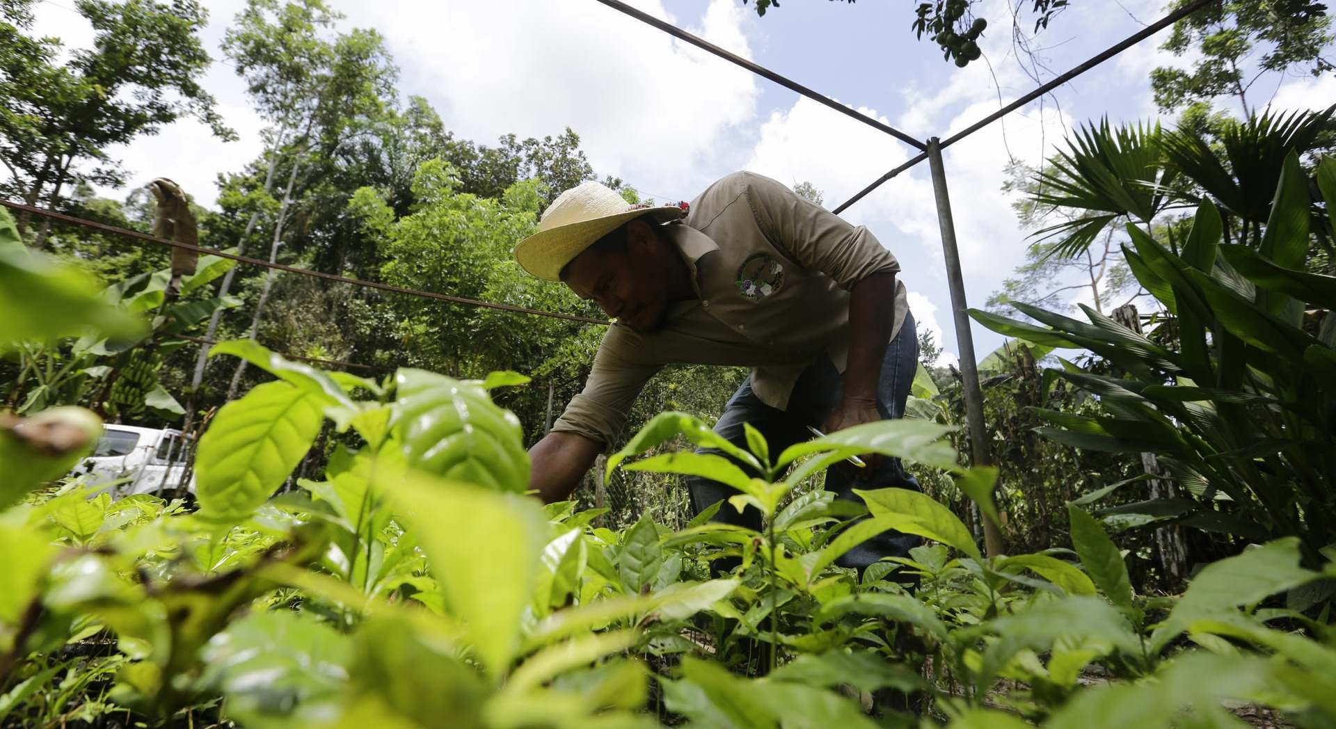Un agricultor que recolecta granos de café