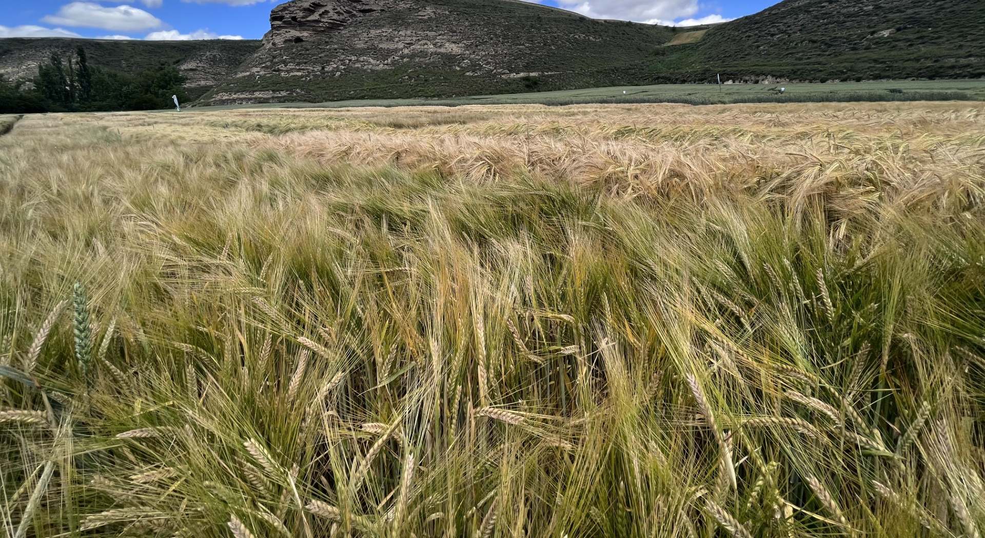 trigo en La Bureba (Burgos)