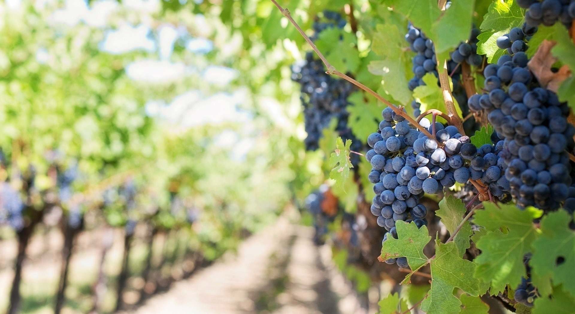 vino aragon