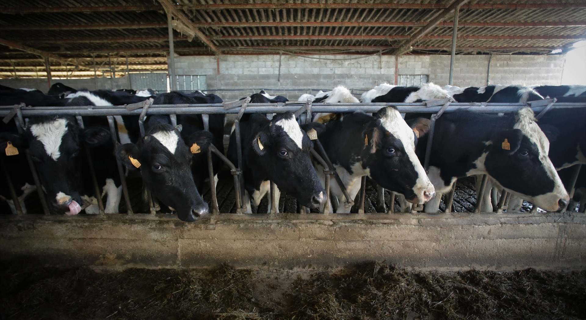 Varias vacas durante el ordeño en la ganadería Bértolos e Serranos, a 19 de febrero de 2023, en Macedo, Friol, Lugo, Galicia (España).