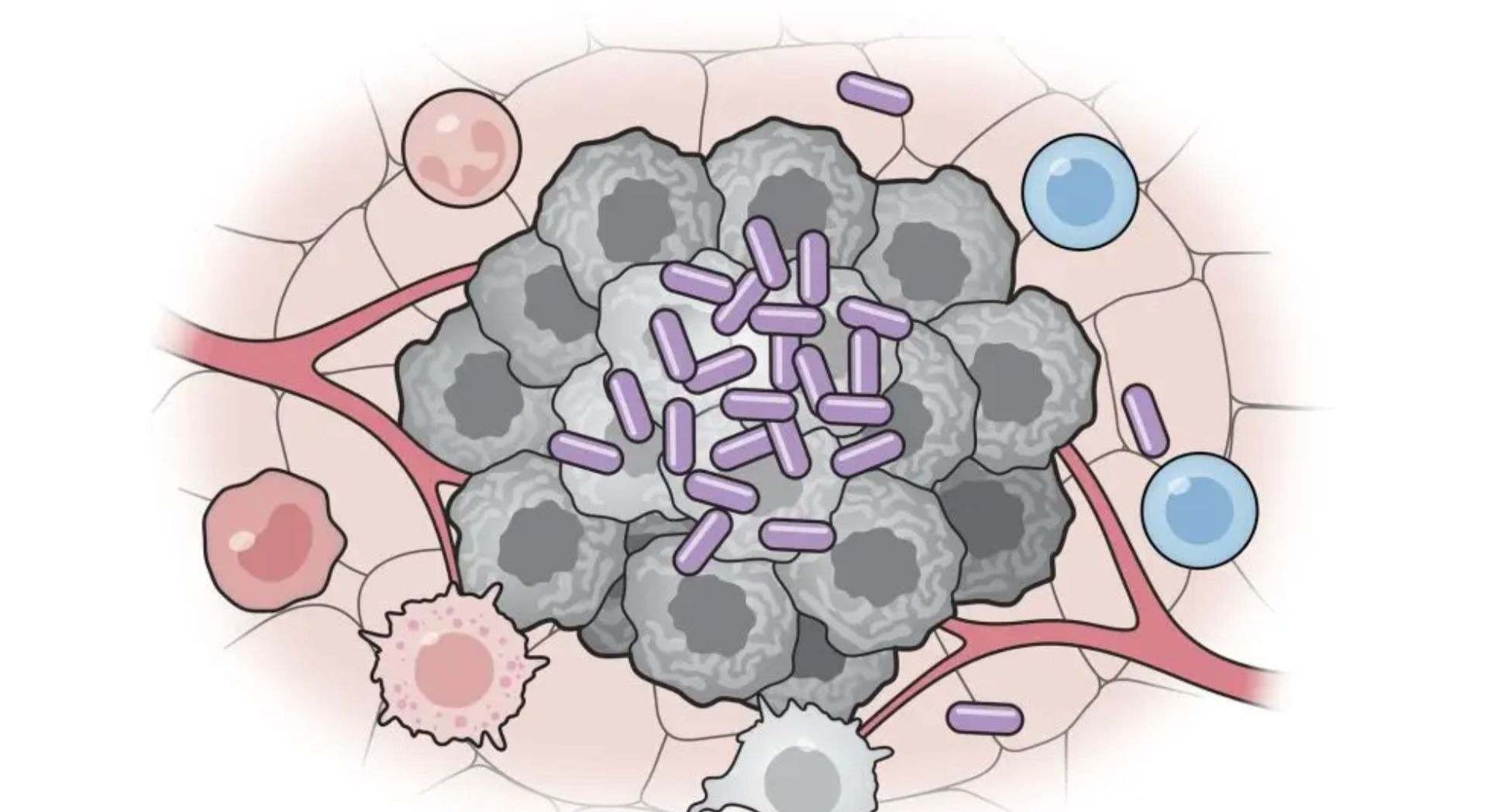 Una vacuna bacteriana logra suprimir el cáncer en ratones
