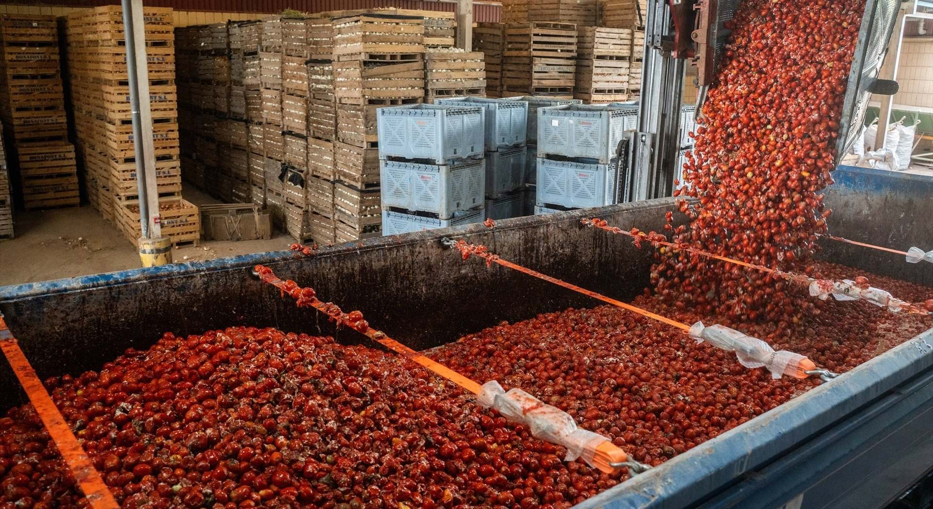 Tomates de la Tomatina de Buñol