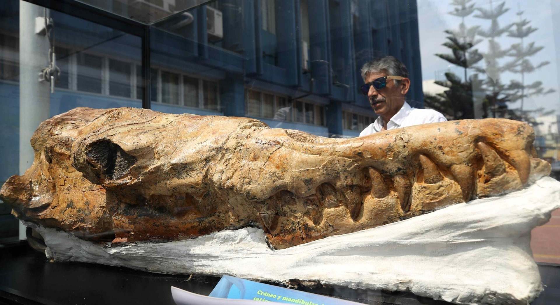 Un hombre observa un fósil de 'Babilosaurio de Ocucaje' en Lima, (Perú). / Paolo Aguilar (EFE)