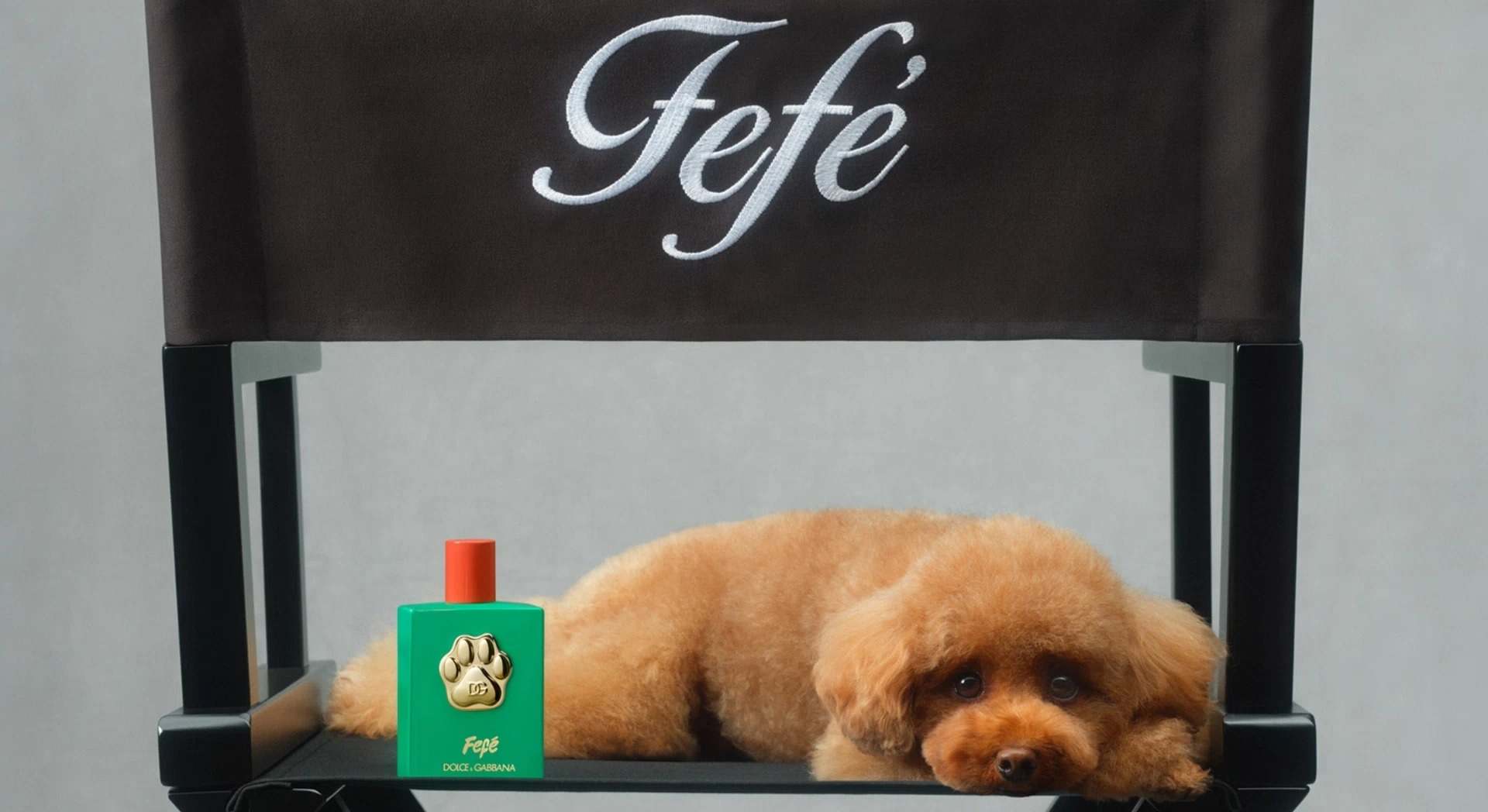 Perro tumbado sobre una silla con el perfume de perro de Dolce & Gabanna