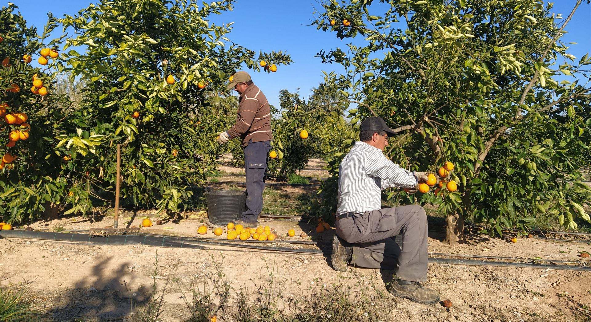 Cultivos de naranja - AVA-ASAJA