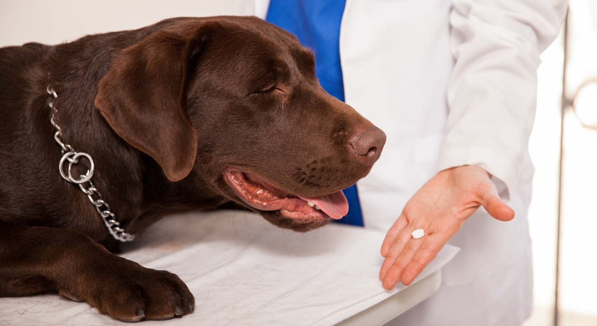 Un veterinario con medicación para un perro. / Foto: EP