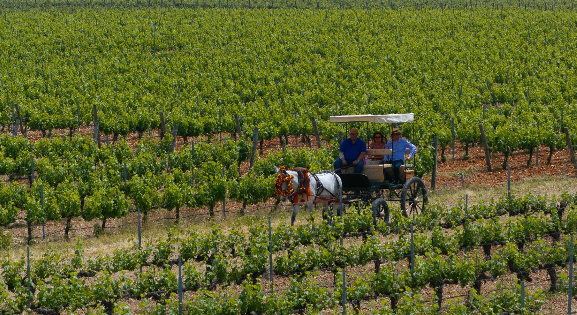 Bodegas Vizar