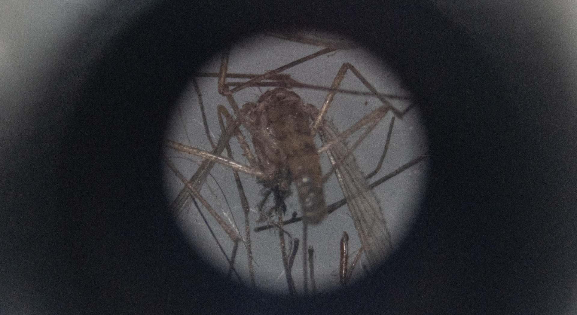 Vista a través de un microscopio de un mosquito 'Aedes aegypti'. / Udelar 