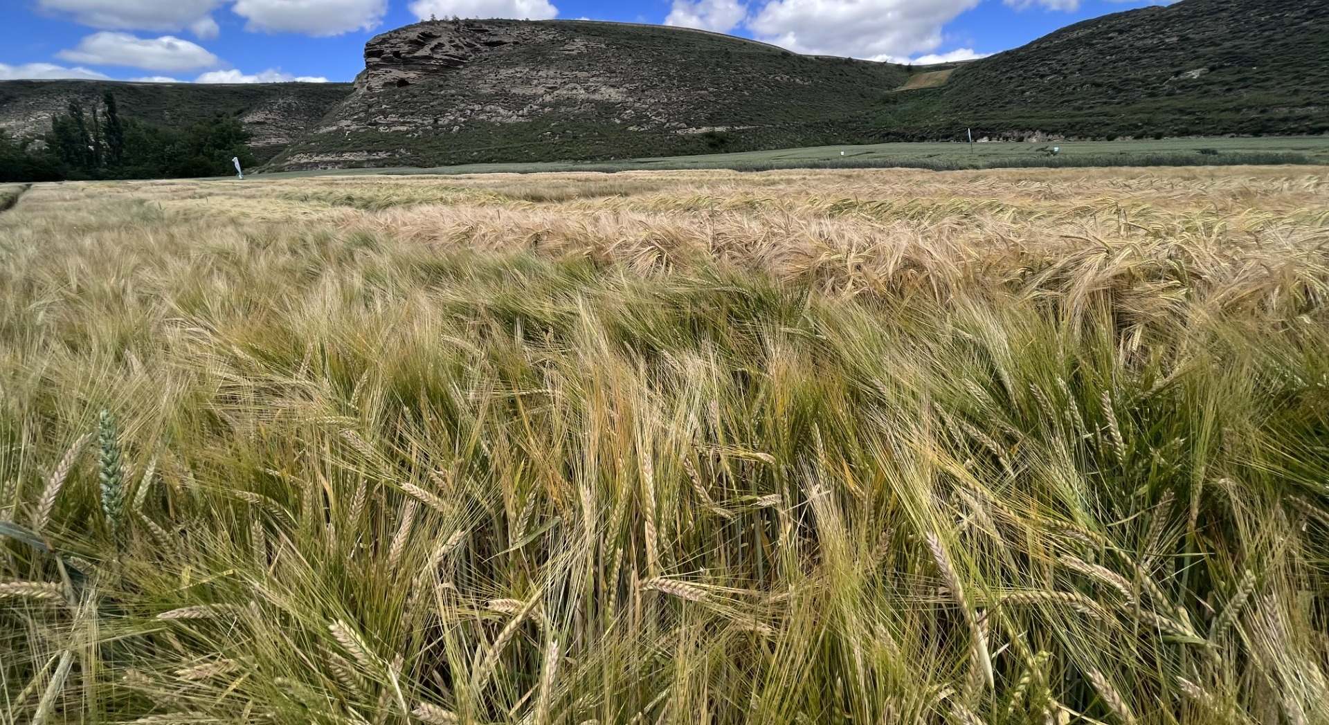 Cultivo de cebada en la comarca de la Bureba