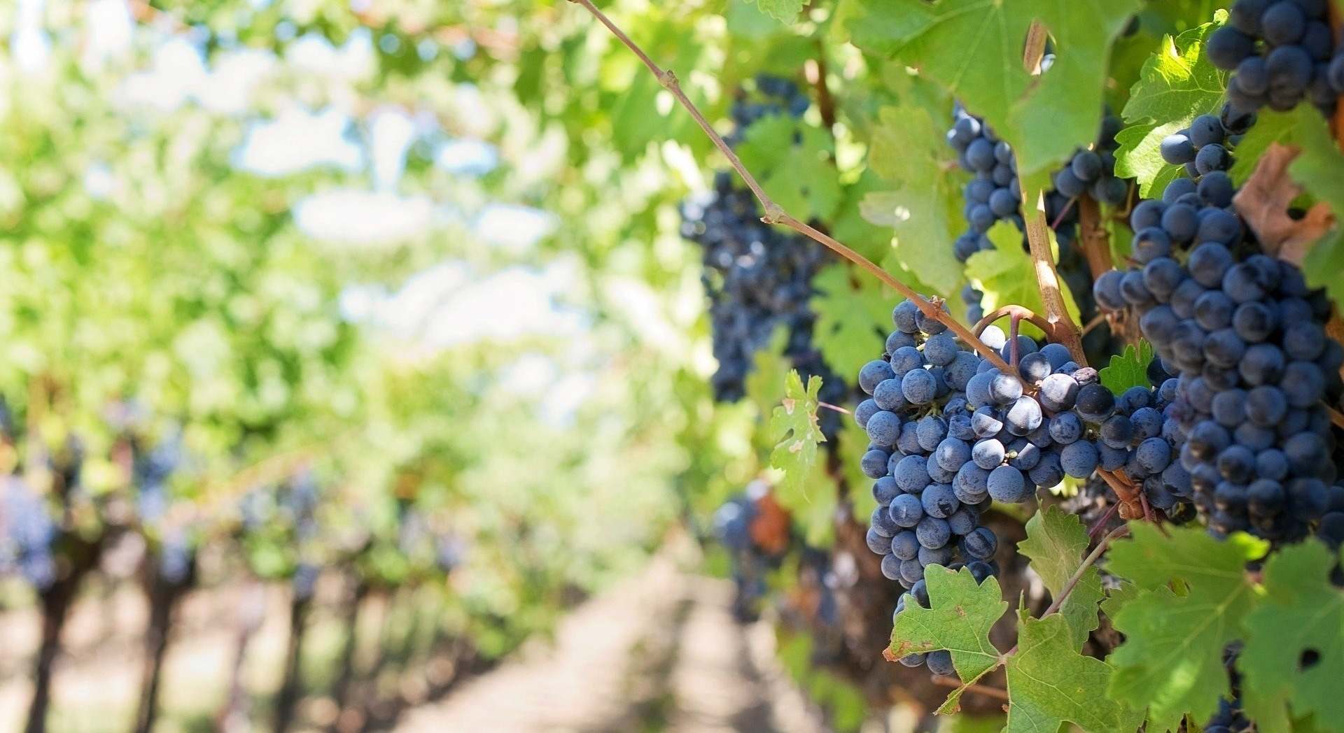 ayudas sector vino Aragón