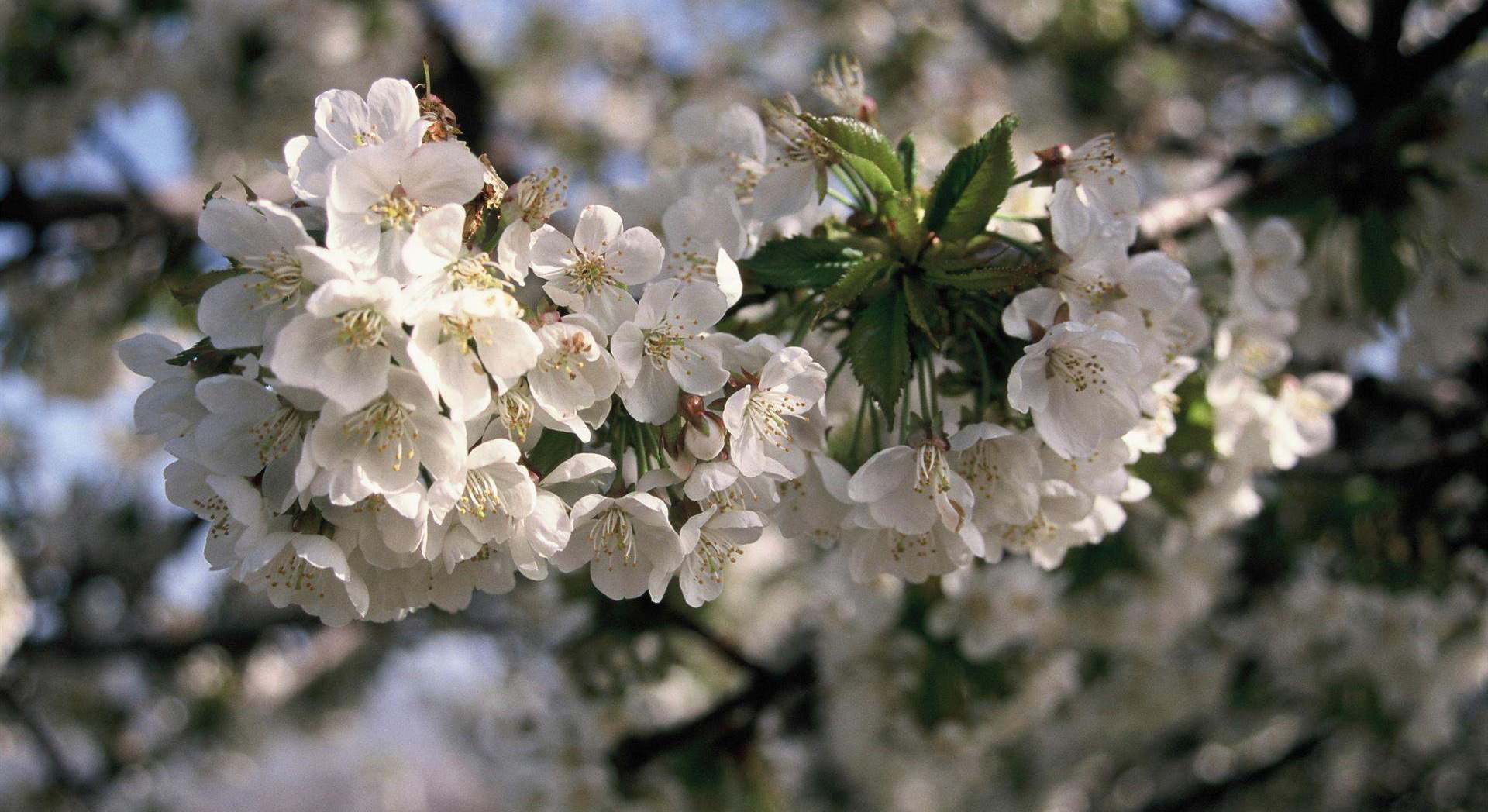 Cerezos en flor