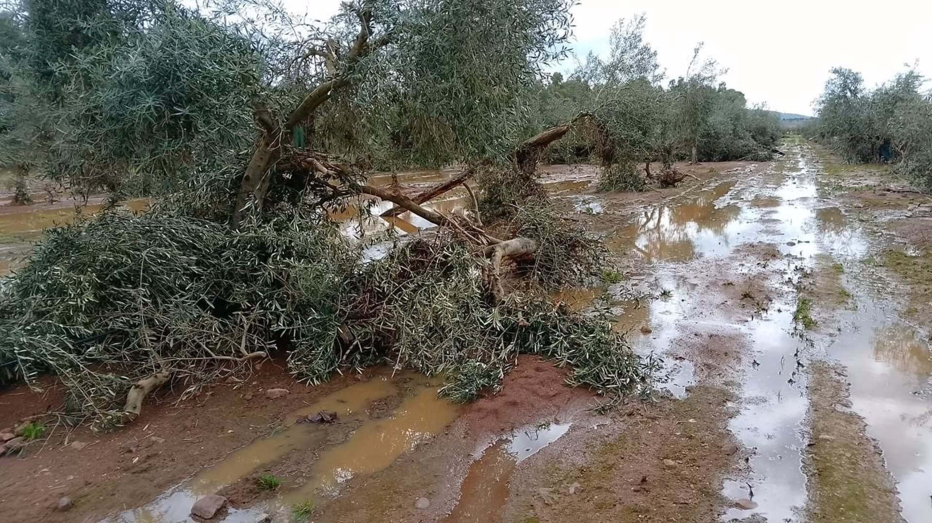 Olivar afectado por las lluvias