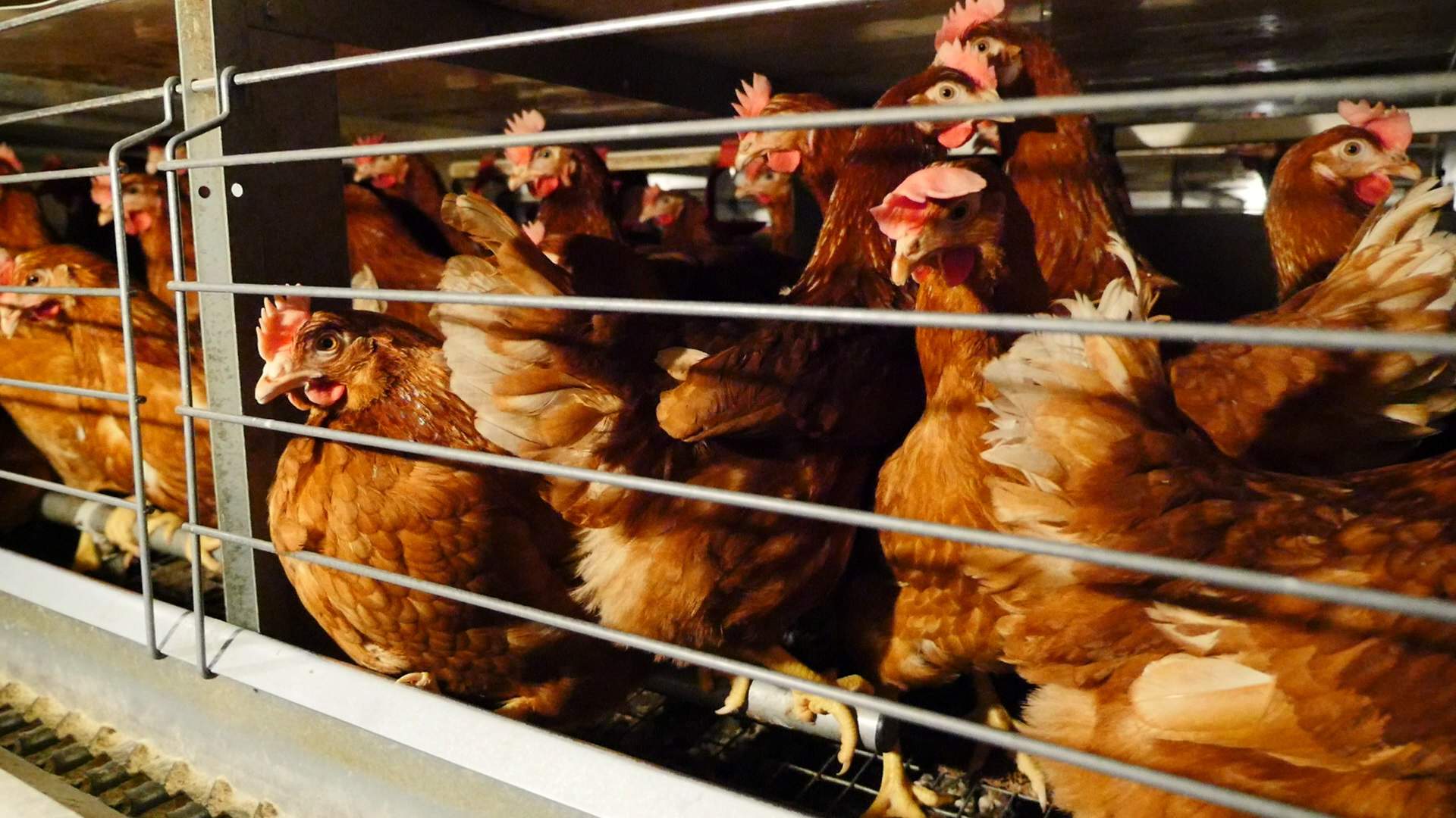 69221_-Compassion-in-World-Farming.jpg