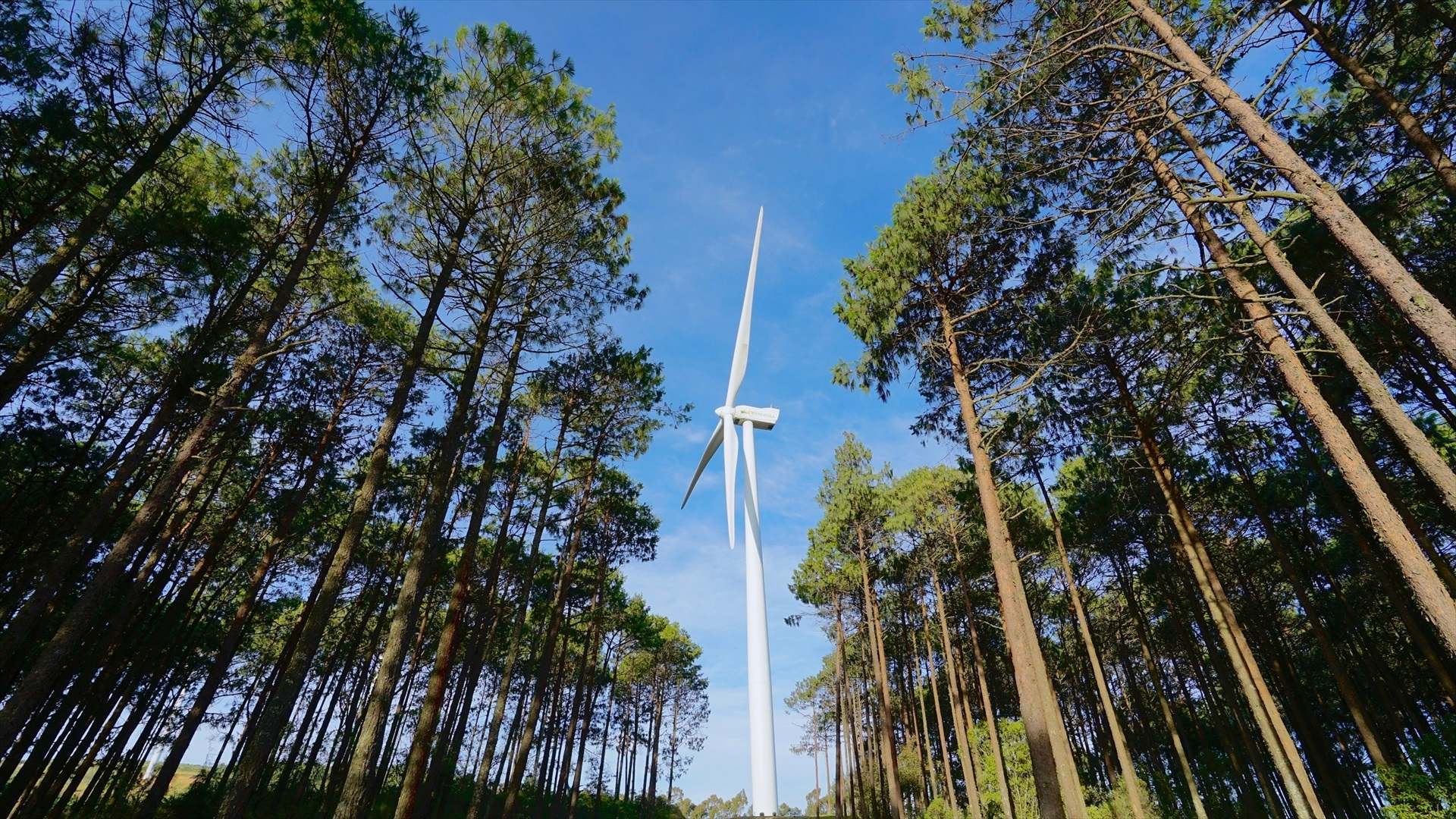 Un parque eólico. Iberdrola.