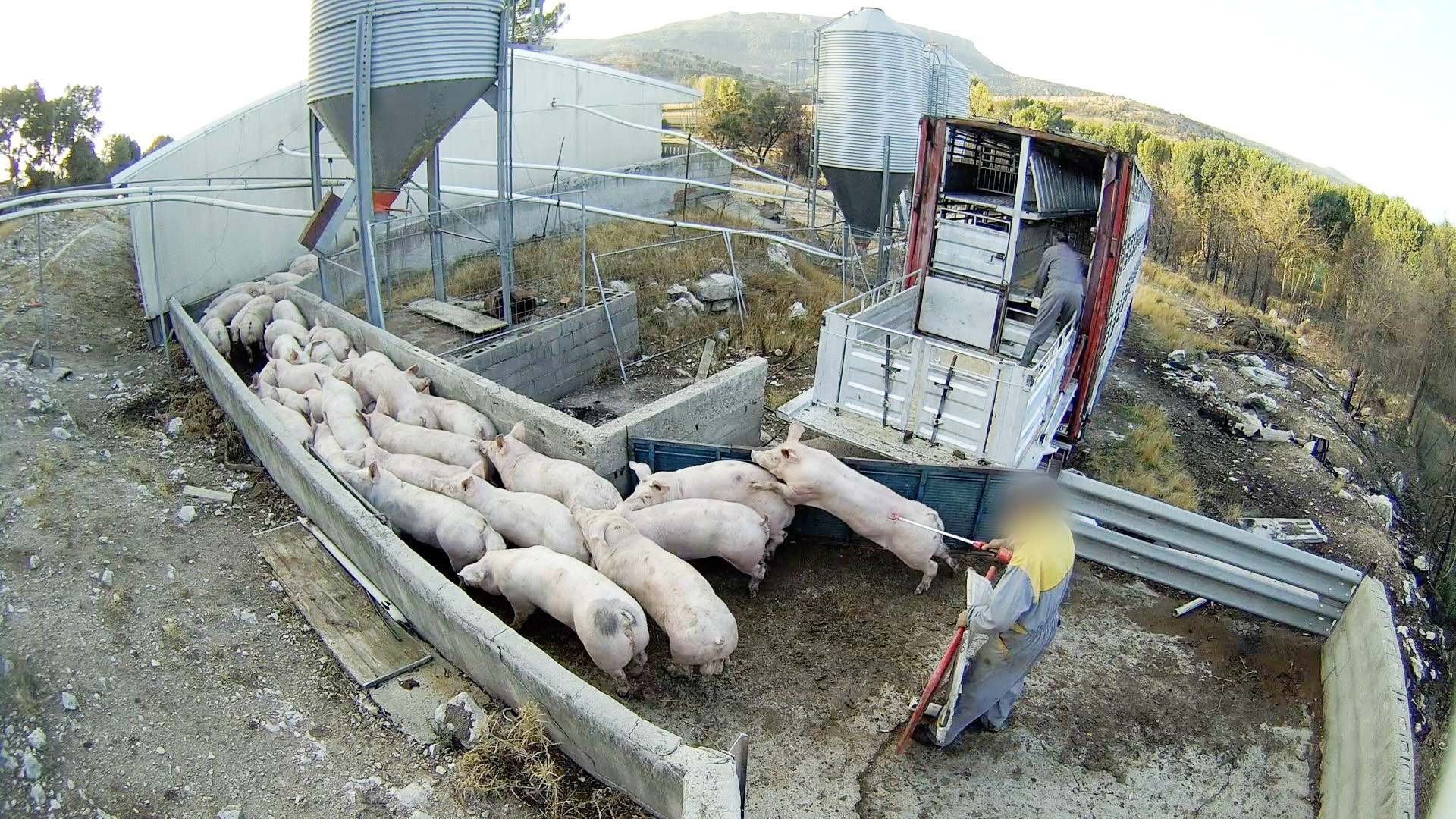cerdosmaltratoanimal