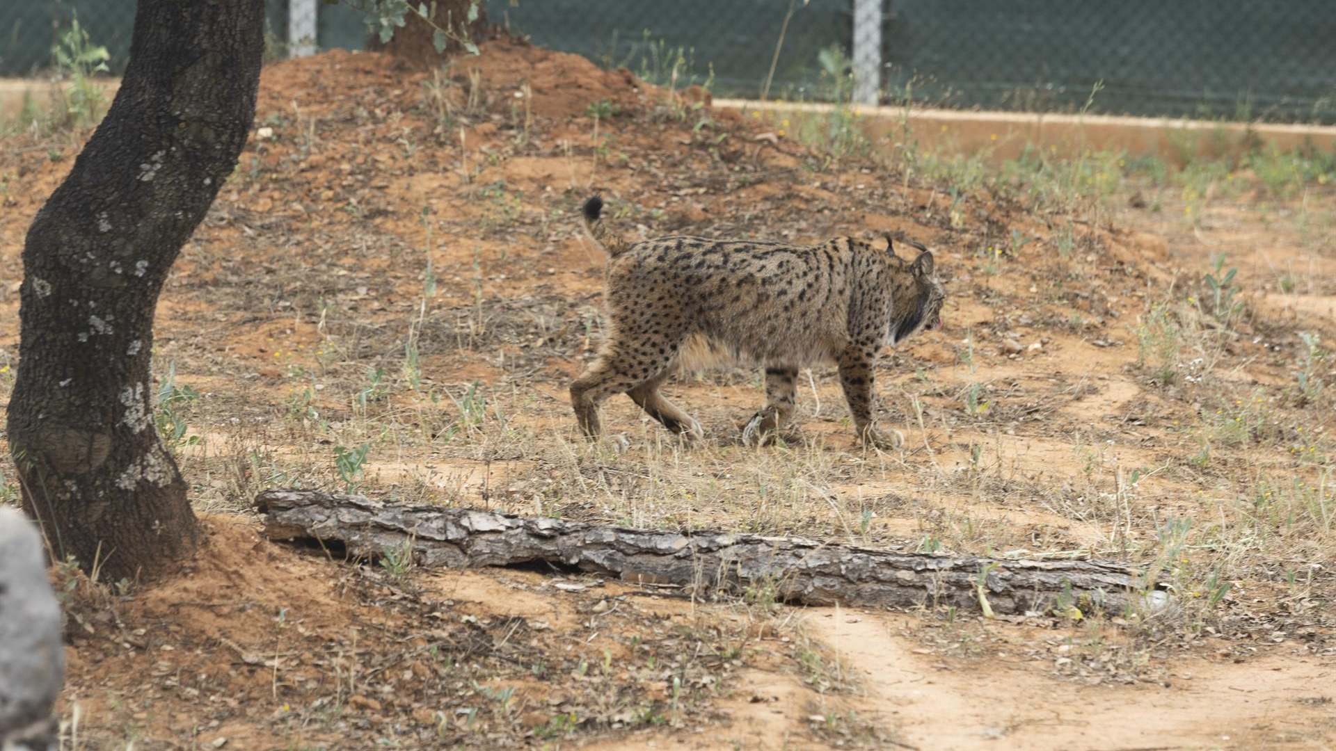 Lince Ibérico