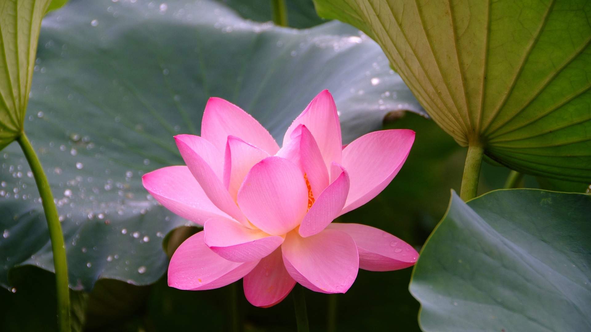 lotus-3577605_1920.jpg