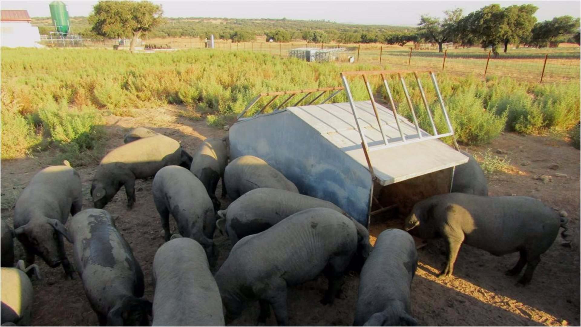 Cerdos Ibéricos