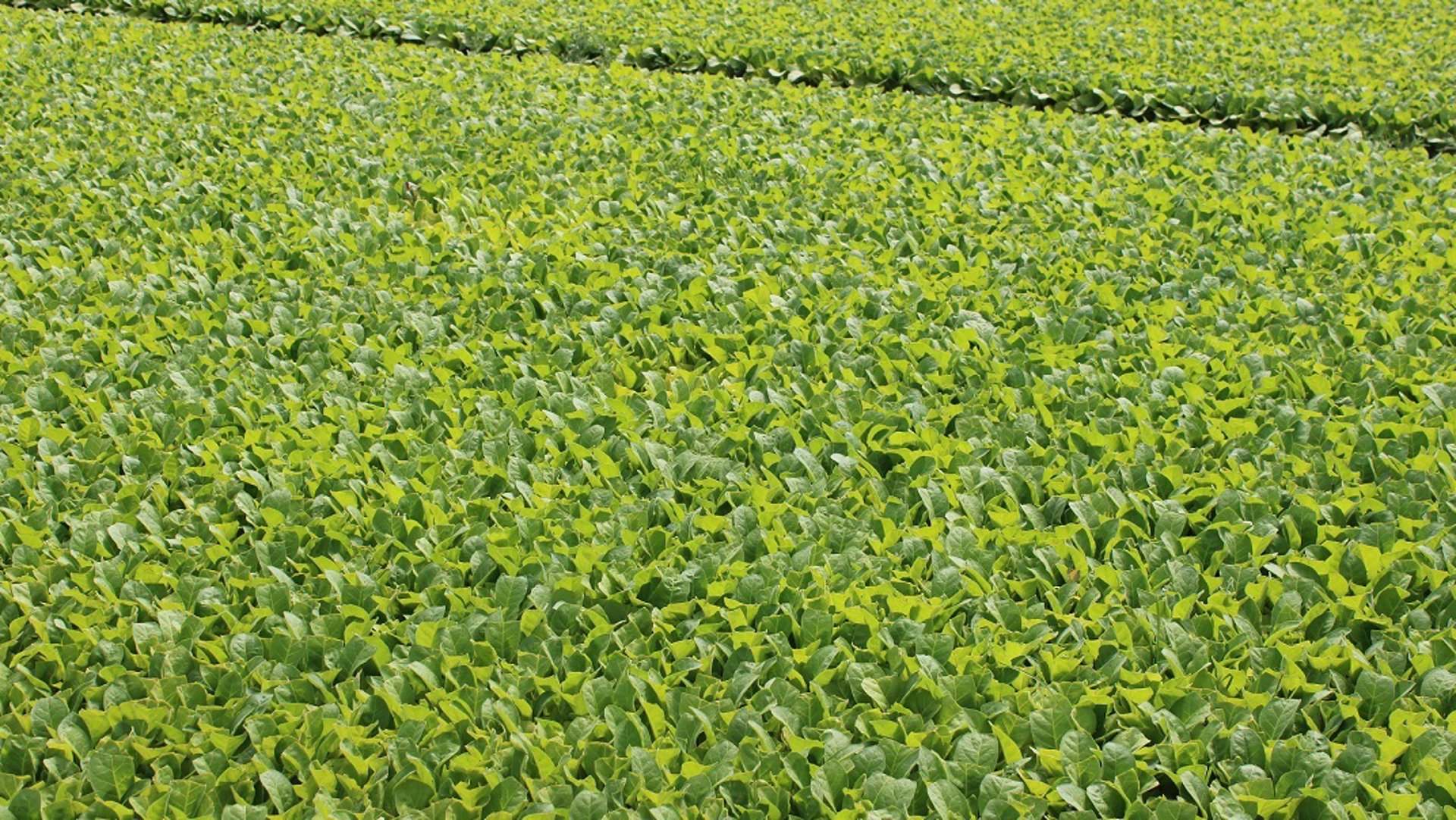 Plantación tabaquera