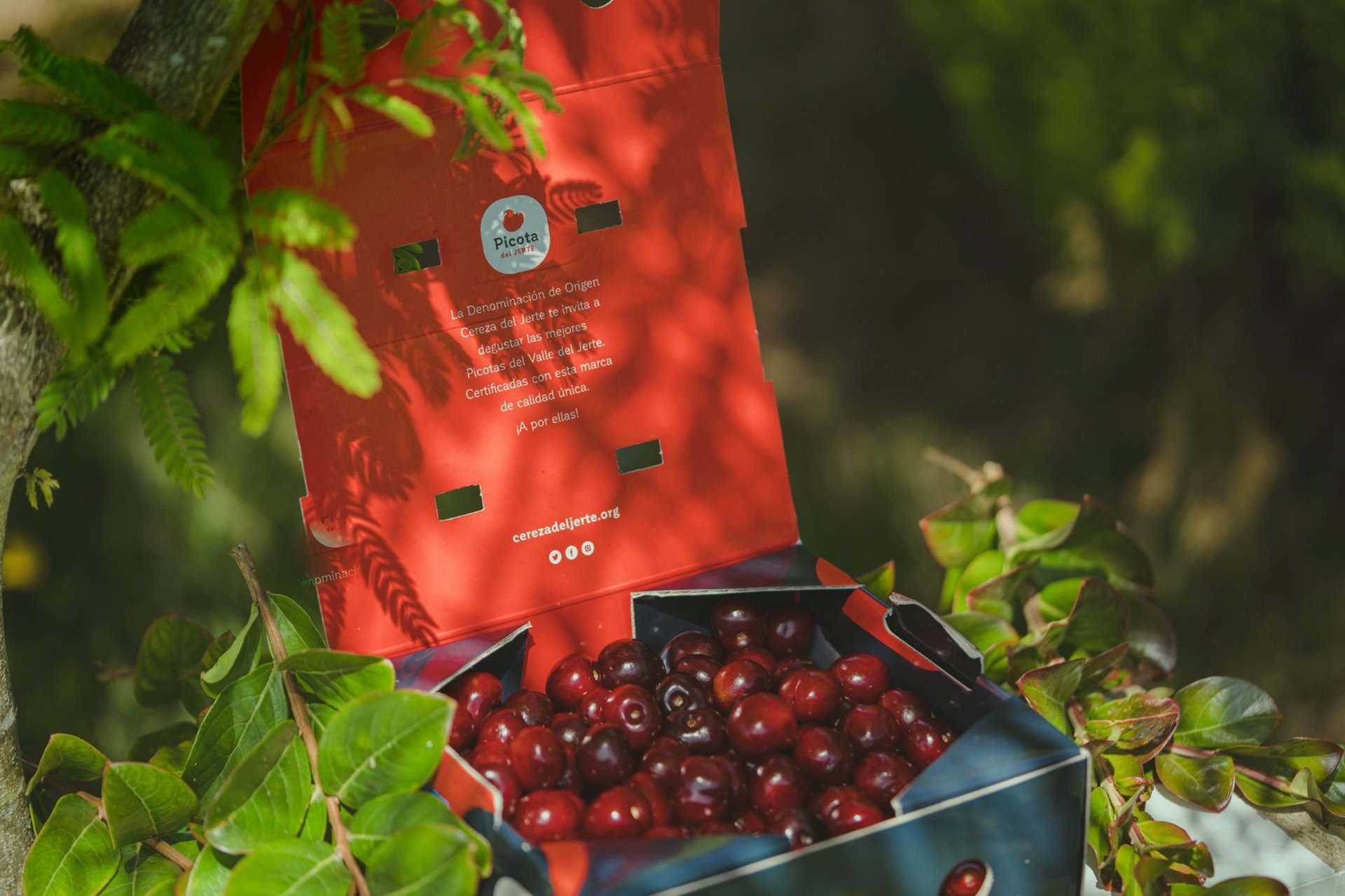Cerezas del Jerte