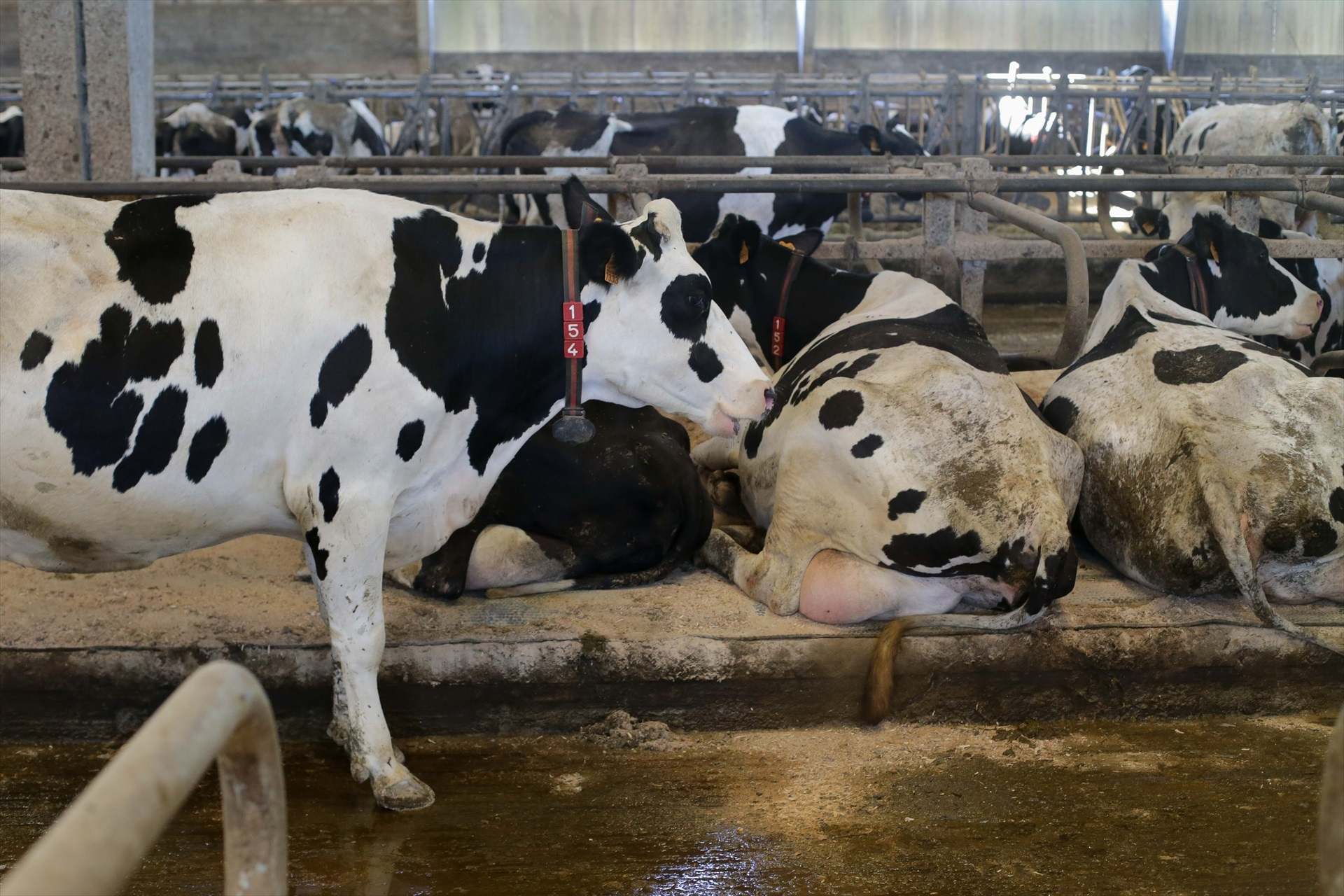 Vacas de una ganadería de lácteo en Sabadelle (Lugo)