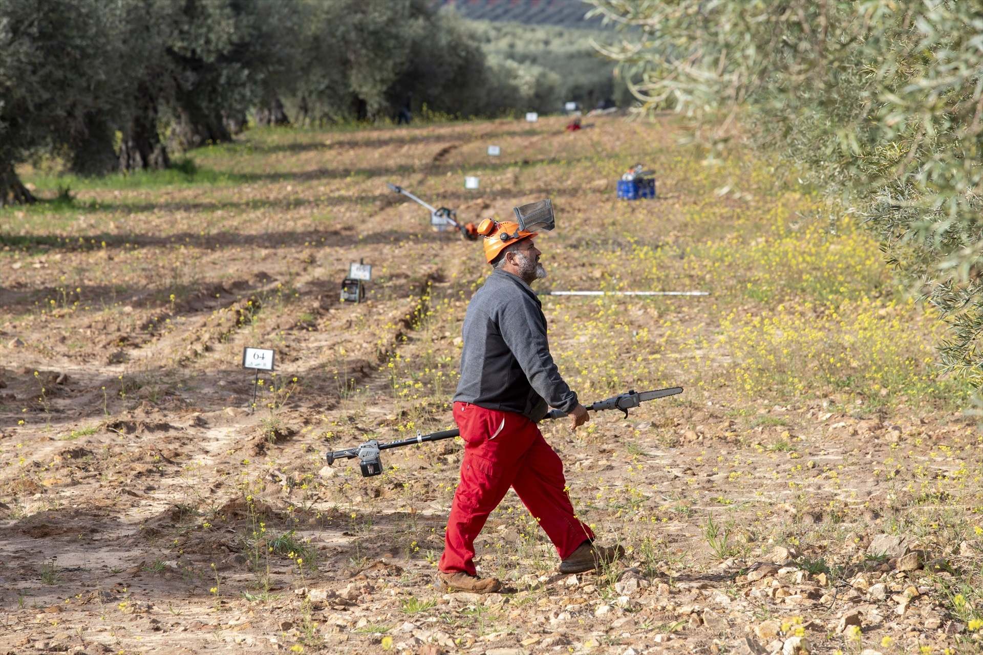 Un hombre durante el XXVIII Concurso de Poda de Olivo, a 6 de abril de 2025, en Mora, Toledo, Castilla-La Mancha.