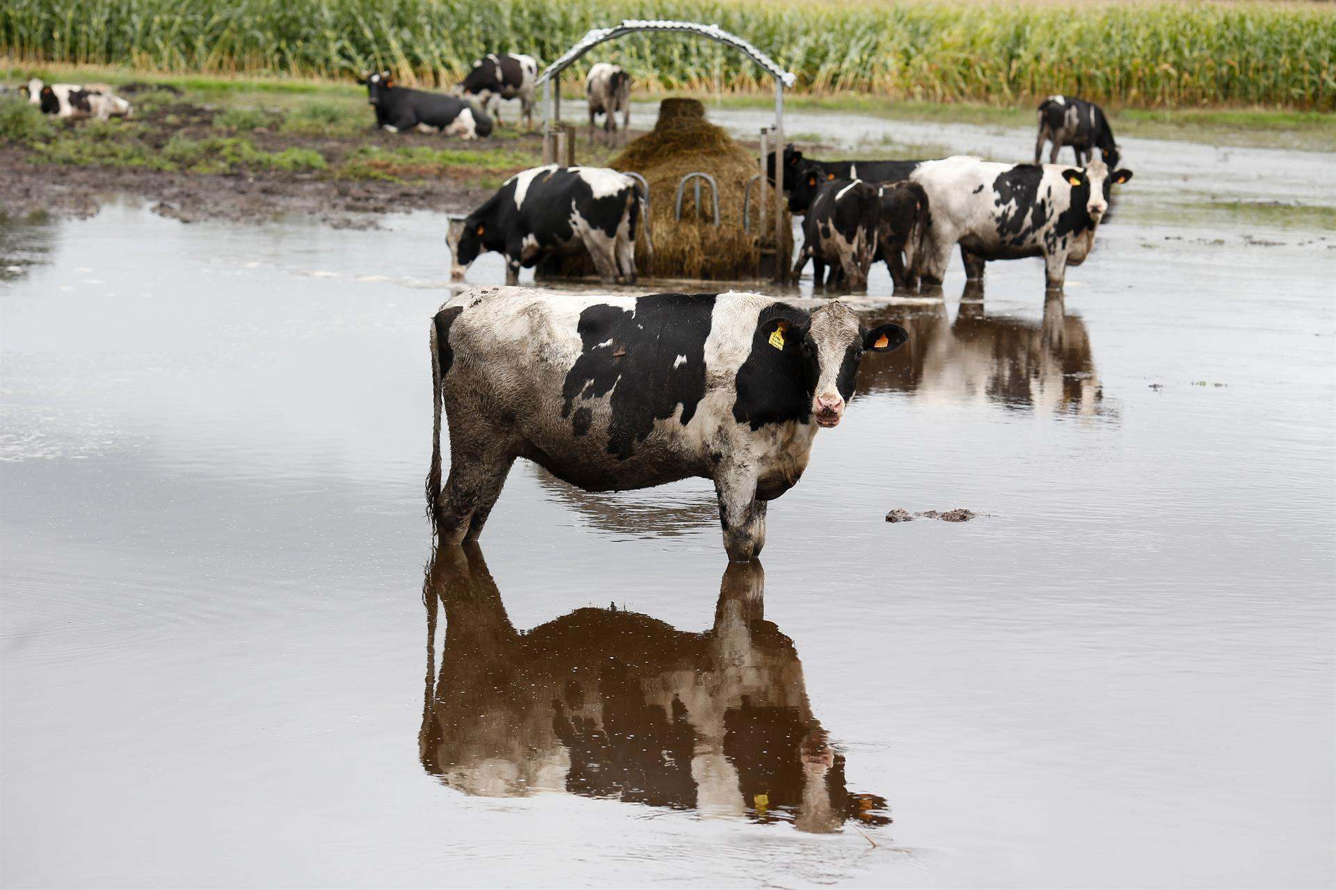Vacas en un pasto inundado por el desbordamiento del río Anllo,, en Goá, Vilalba, Lugo.