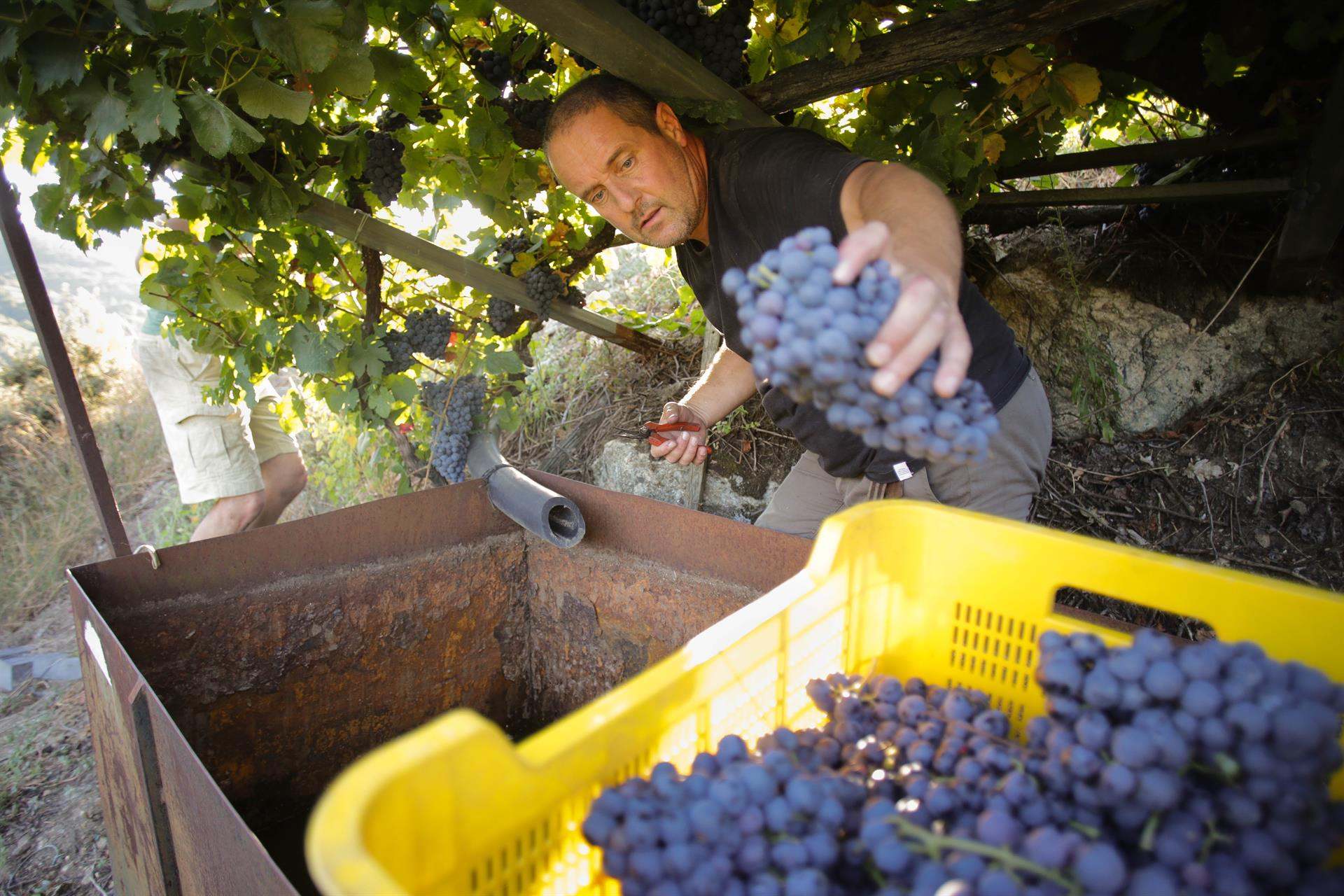El cosechero estadounidense Zak Elfman recoge racimos de godello y garnacha en A Ribeira Sacra (Lugo).