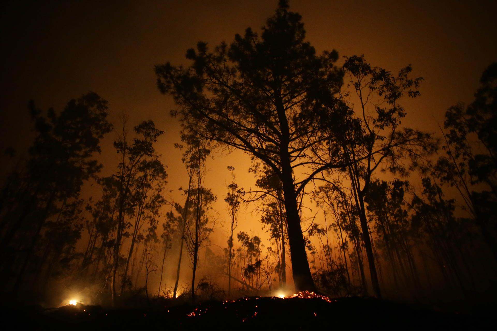 Árboles de eucalipto arden durante el incendio en Vidal, Trabada, Lugo.