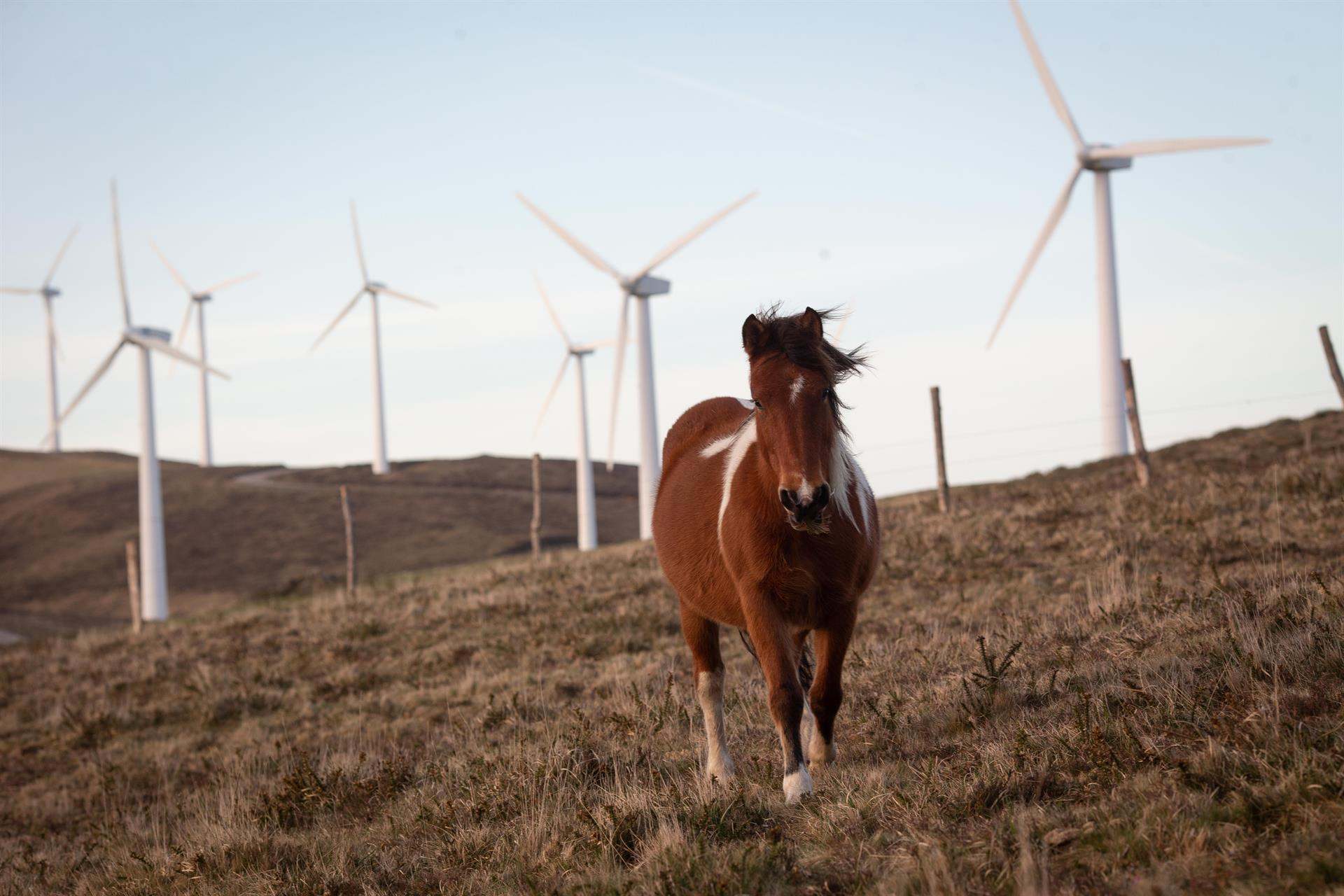 Un caballo pasea en el parque eólico de Vilachá, en Lugo.