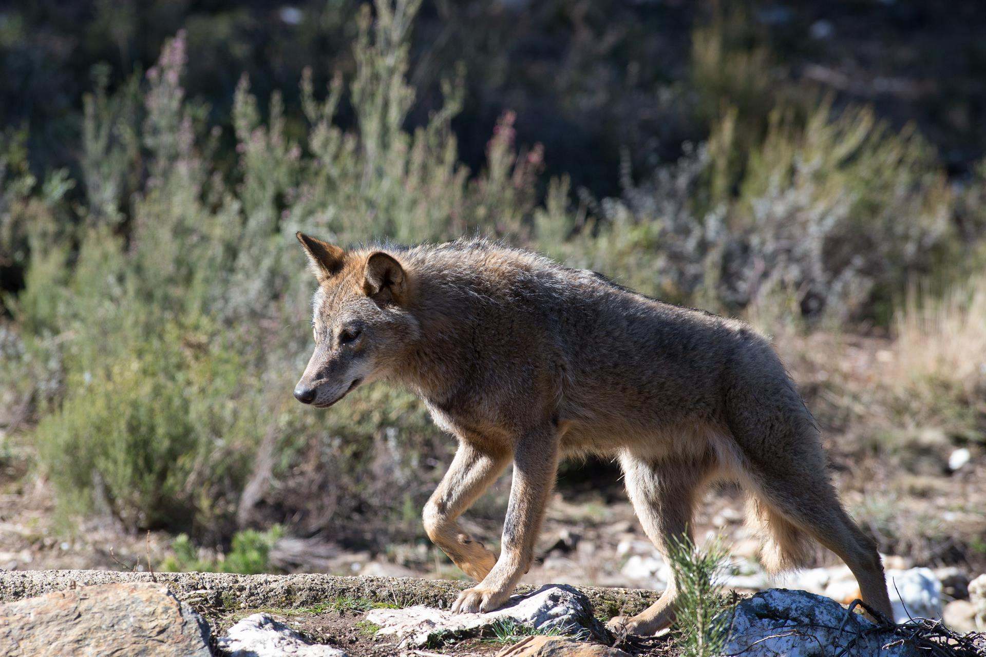 Lobo en el monte gallego.