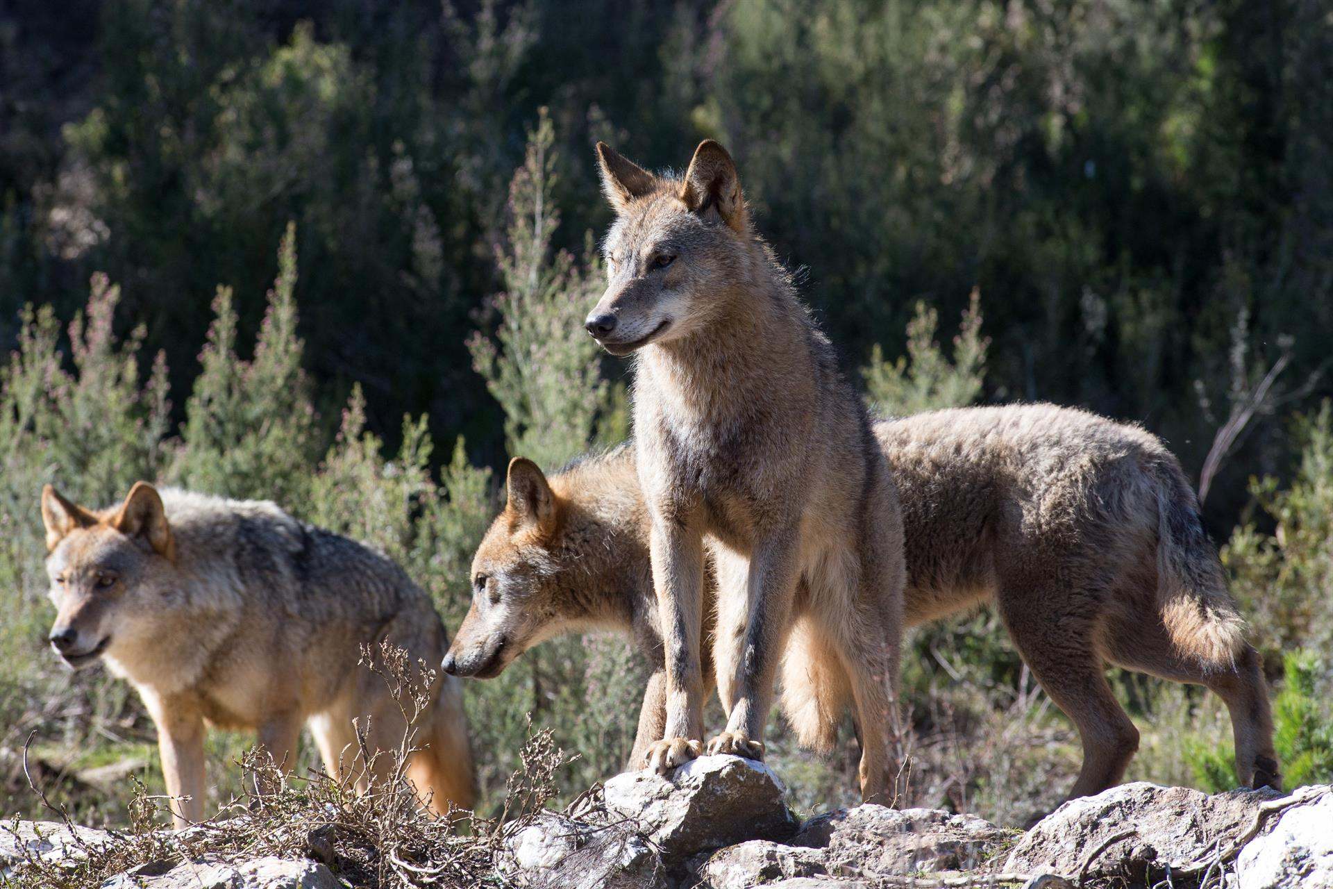 Manada de lobo en Galicia.