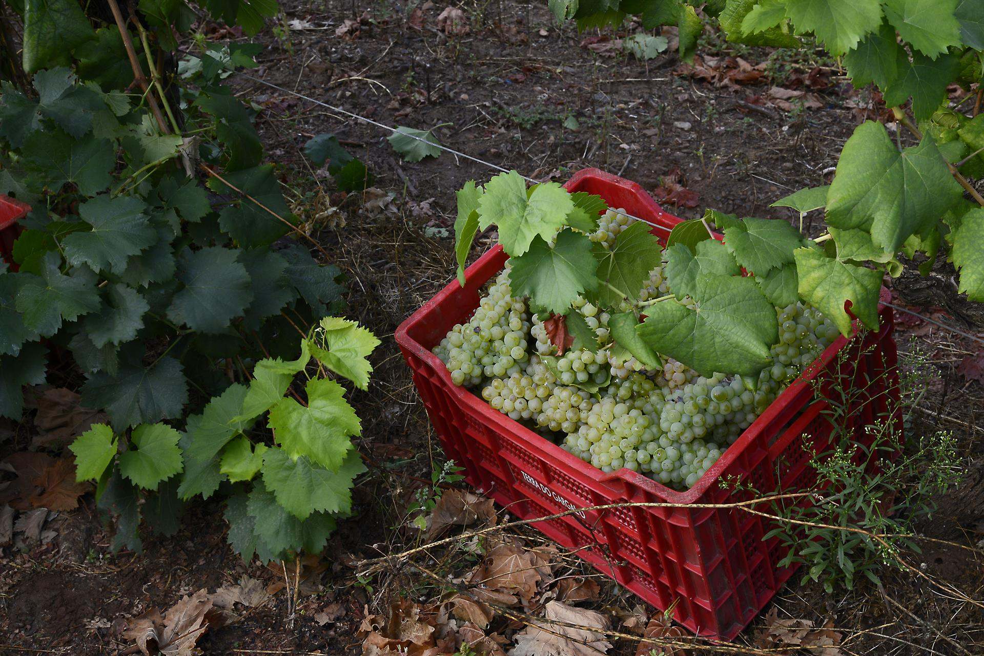 Vendimia en la bodega Gargaloa, propiedad de Roberto Verino, en Verín.