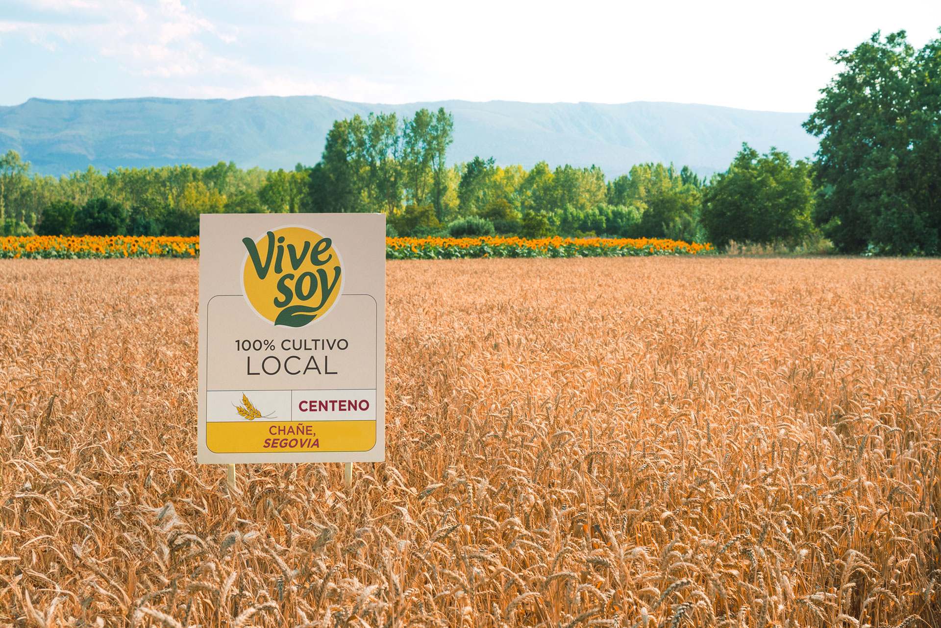 Cultivo de centeno para Vivesoy en la provincia de Segovia.