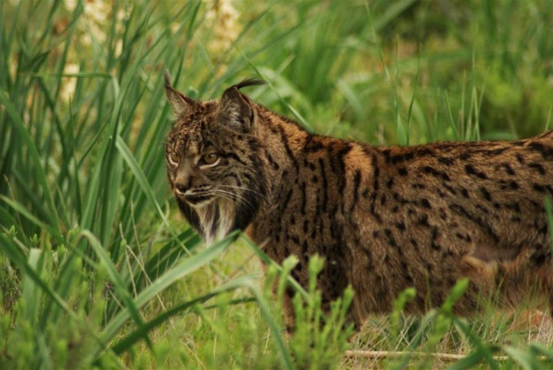 lince