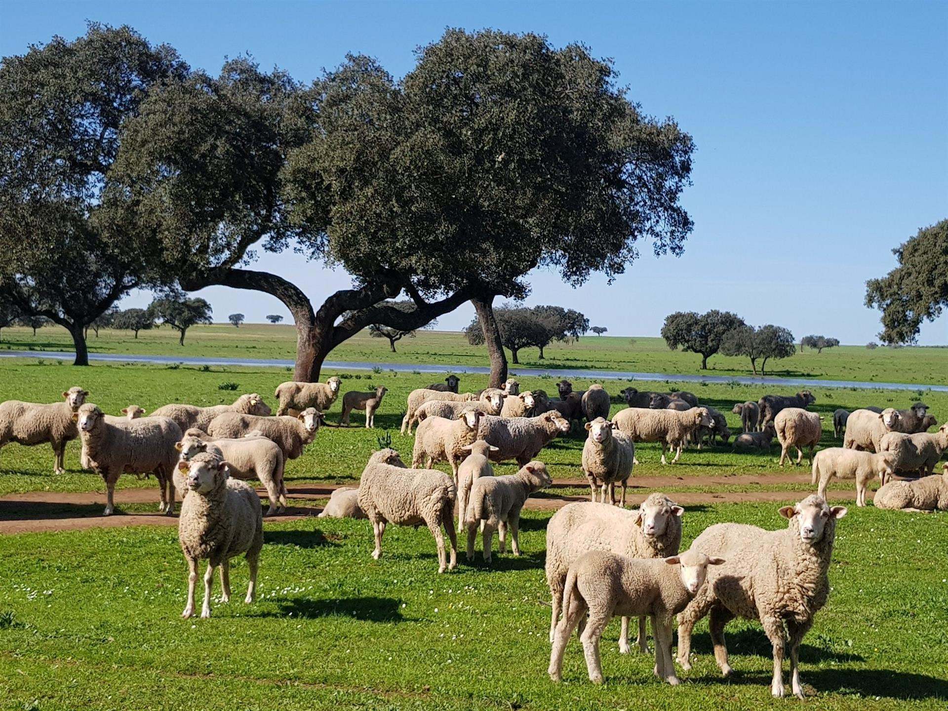 Ovino en Extremadura - UPA-UCE