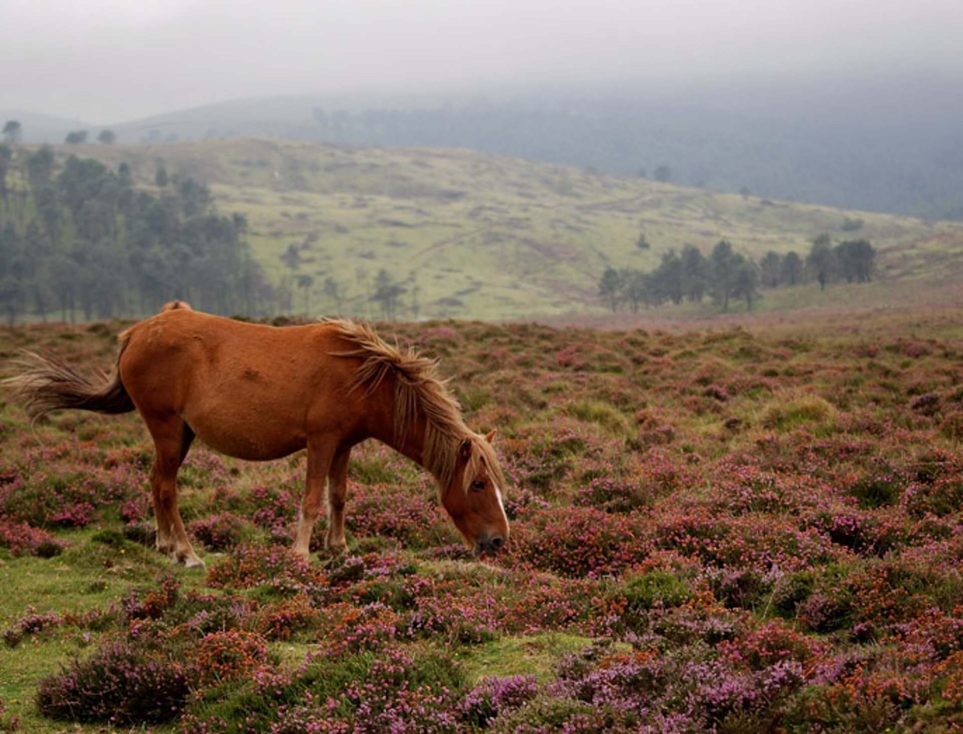 Caballo de monte gallego.