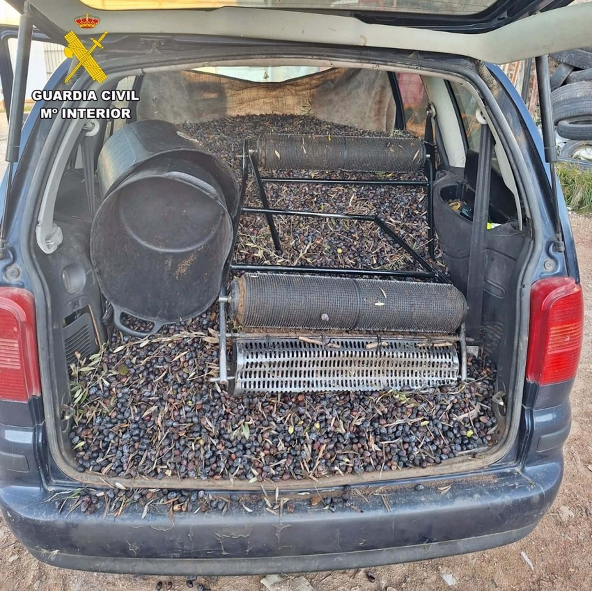 Aceitunas sustraídas. - GUARDIA CIVIL